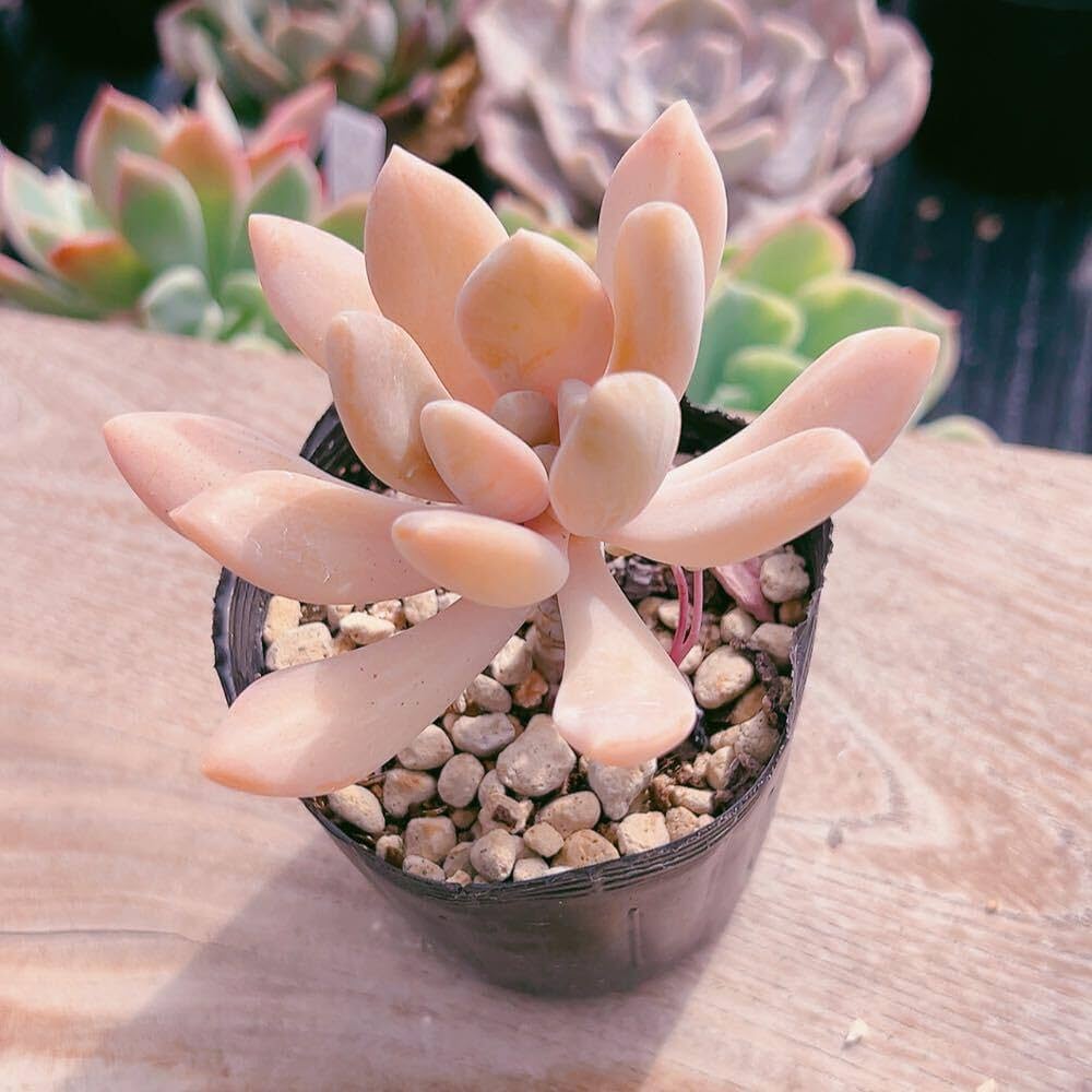 おまとめ中！39SALE！多肉植物^o^   月美人 パキフィツム 月美人 Pachyphytum oviferum 'Tsukibijin'｜多肉
